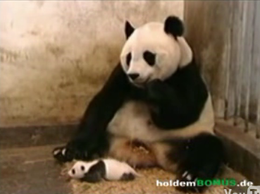 Panda Sneezes